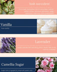 The Jar Co - Candle Jars
